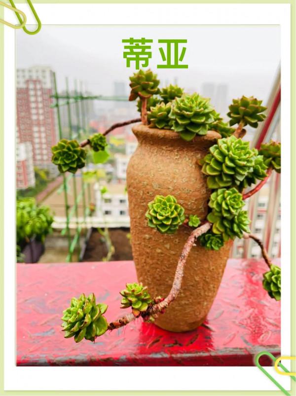 空中花園成就了我的夢想