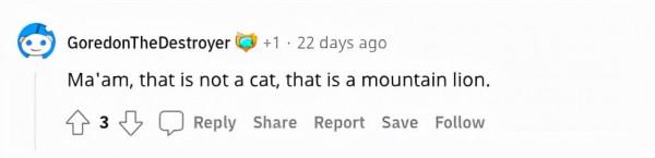 俄羅斯貓咪不到2歲體重卻有24斤，還會繼續長！真&quot&semi;溫柔巨人&quot&semi;