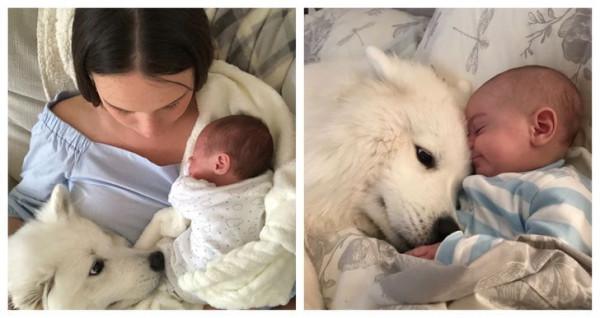 總有一些騙你養寵物的時刻