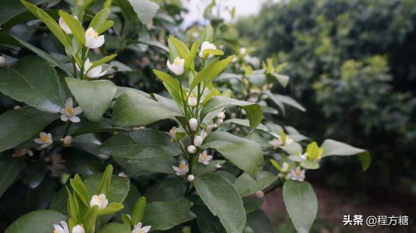 柑橘種植技術｜柑橘一年需要施幾次肥，如何施肥？