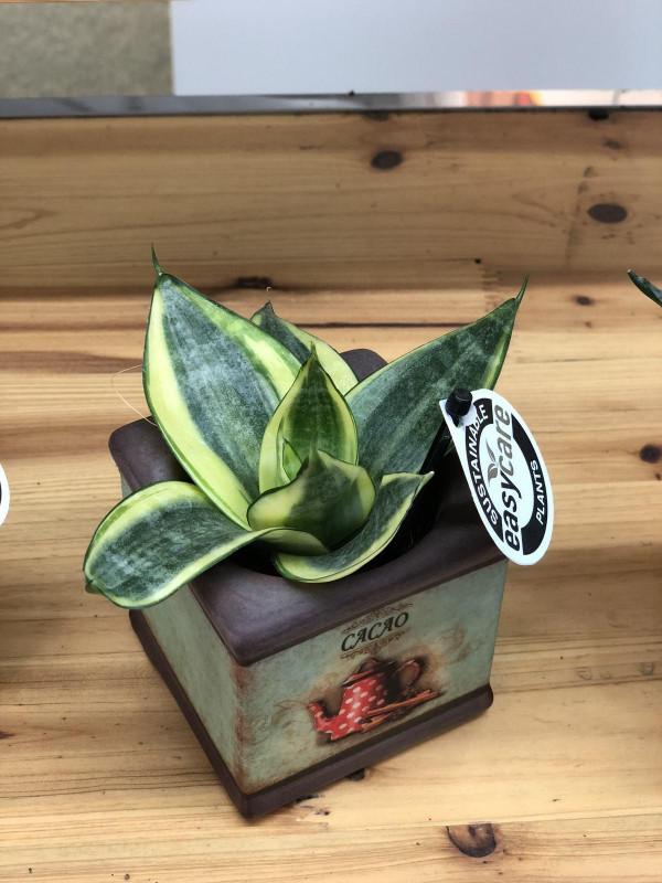 家中空氣不清新？養這5種植物，清香怡人