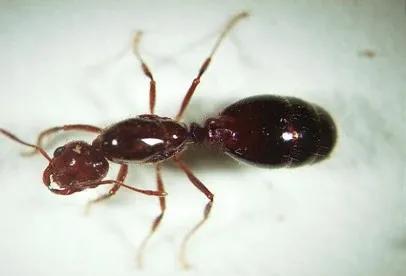 中國常見動植物(動物篇八)