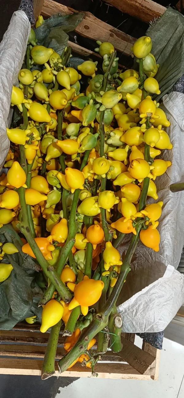 每週一花---中秋和春節必備 每週一花---中秋和春節必備