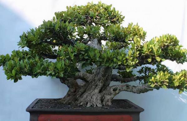 “榕樹盆栽”愛落葉？注意“6點”，榕樹枝繁葉茂，葉片綠油油的