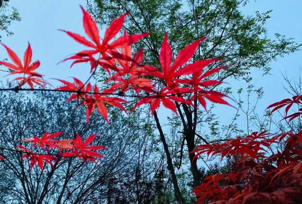 秋天的韻味 秋天的韻味