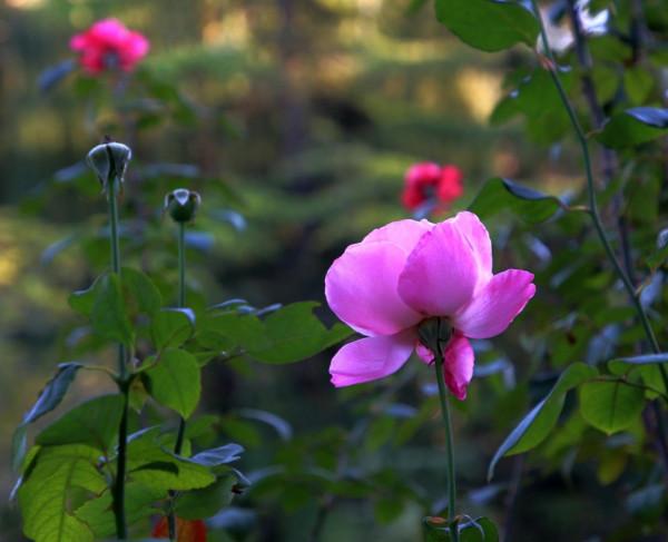 北京玉淵潭公園:深秋美景醉煞人 #秋日好時光##小生活,大財富# 北京玉淵潭公園:深秋美景醉煞人 #秋日好時光##小生活,大財富#