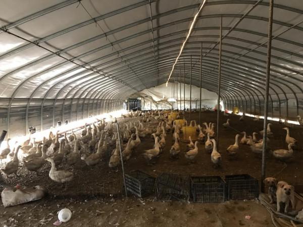 農場開工只請10人，數量是前幾年的一半，為什麼減少了這麼多？