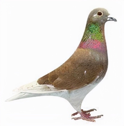 集鴿羽色分不清？看看這家鴿會發布的對照圖