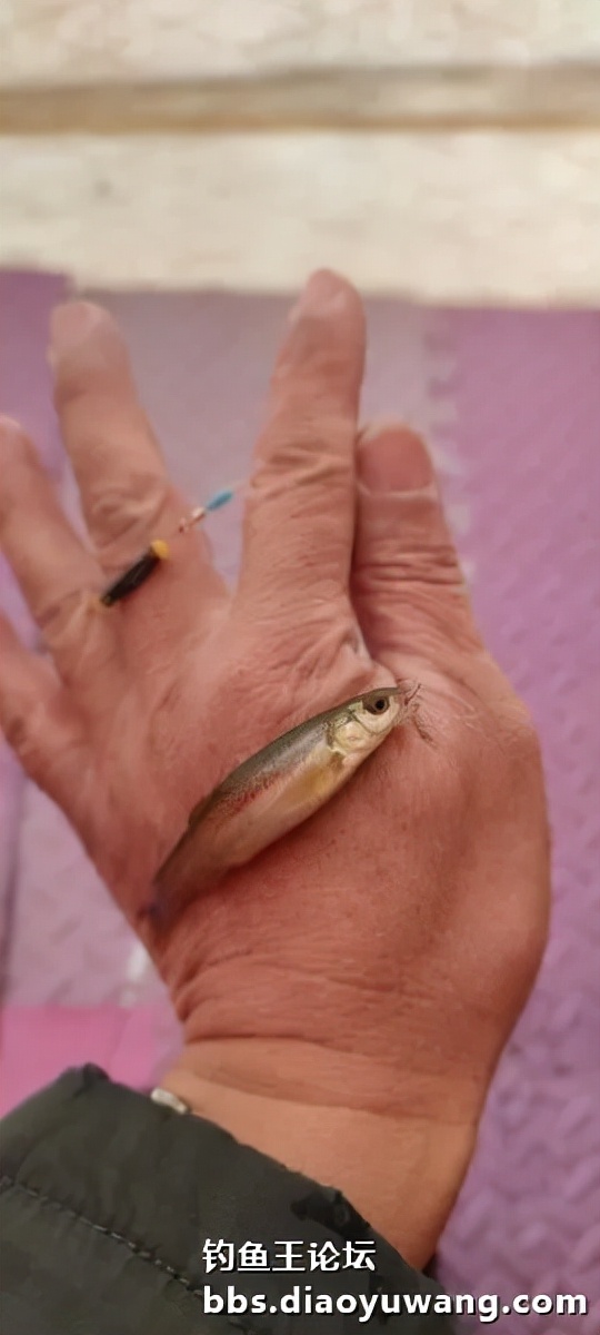 新年，首發冰釣