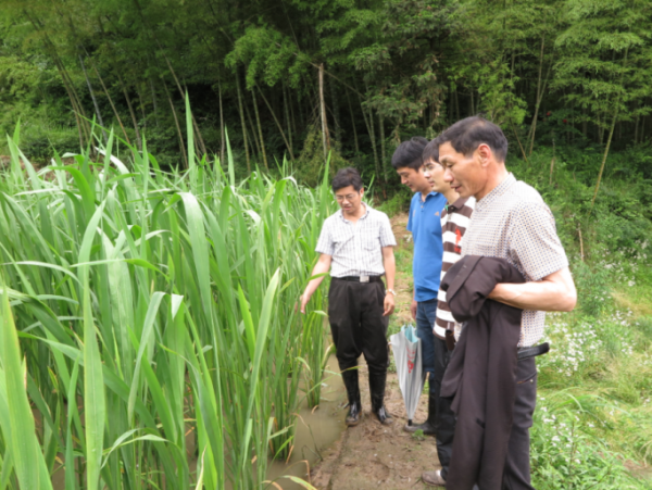 央視《新聞聯播》點贊!他是“糧食英雄”葉明兒 央視《新聞聯播》點贊!他是“糧食英雄”葉明兒