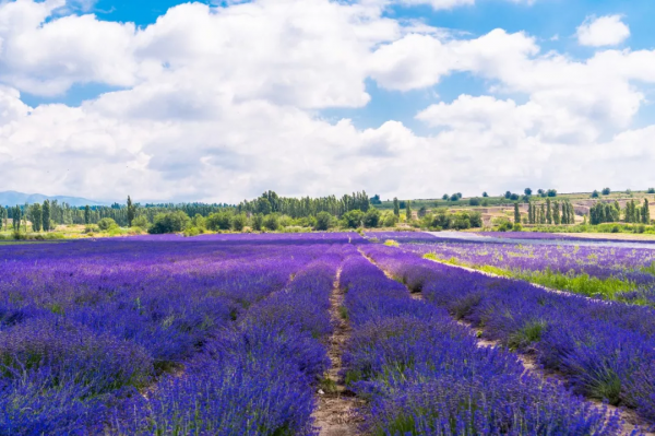 去了北疆才知道，中國有多大；去了南疆才知道，中國有多美