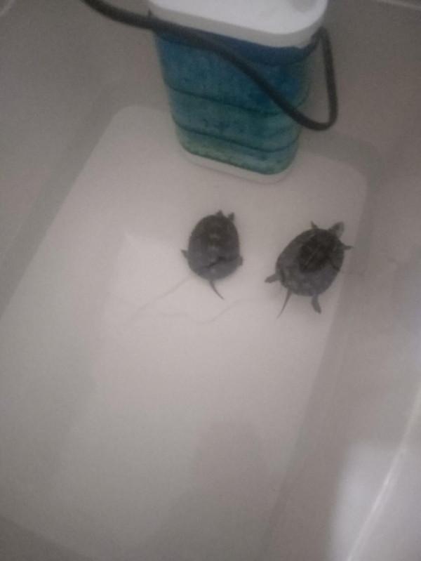 給龜龜們換個大點的收納箱