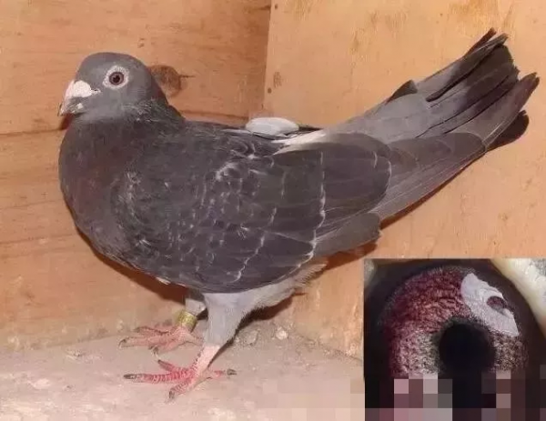 曬曬中國的老賽鴿