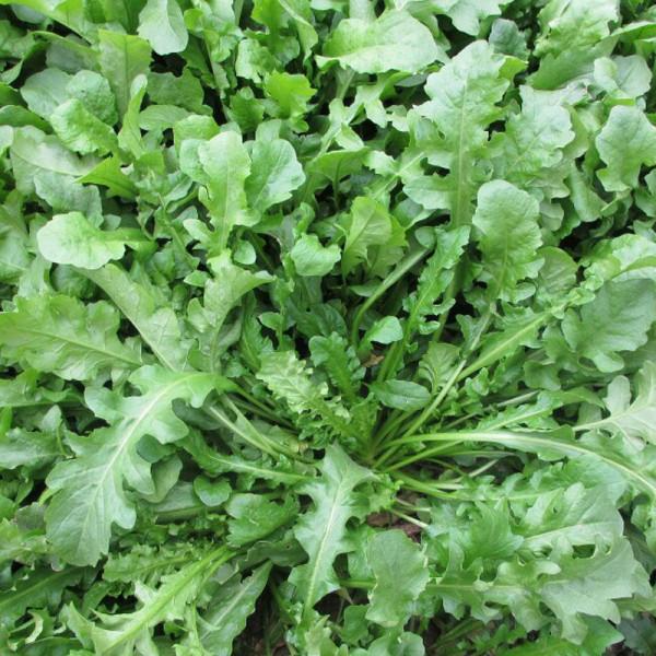 38種路邊的野菜，常常見到但不一定都認識，看你吃過幾種？