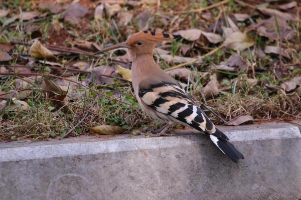 校園裡的鳥 校園裡的鳥