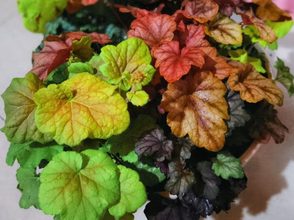 適合秋天養的12種花,耐陰又耐寒,秋冬長得更精神 適合秋天養的12種花,耐陰又耐寒,秋冬長得更精神