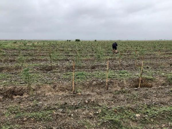 花三年時間拍攝種枸杞，他們用9353份影像記錄現實版“山海情”