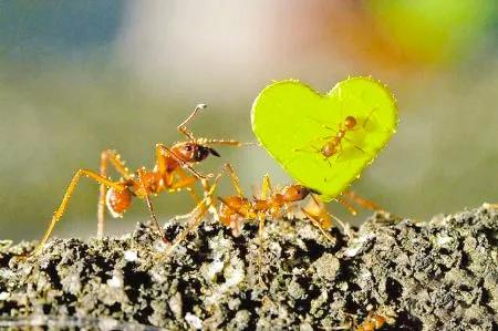 微距 奇妙的螞蟻世界