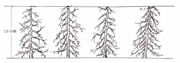 對蘋果樹冬季修剪的幾點建議