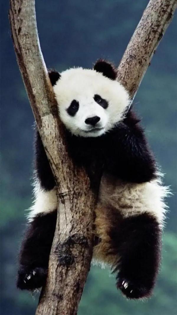 國寶“大熊貓”國家一級保護動物，這也太萌了吧