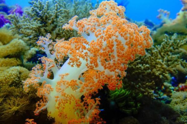 軟珊瑚(Alcyonacea) 軟珊瑚(Alcyonacea)