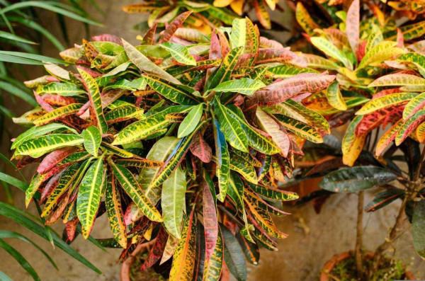 100種有毒的花和果，生活中很常見，出門要小心，避免受傷害