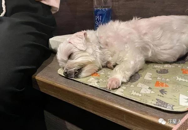 開窗見離世愛犬“探頭飛上天”,媽暖喊最後道別:知道你來看我 開窗見離世愛犬“探頭飛上天”,媽暖喊最後道別:知道你來看我