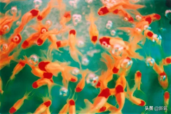 極具視覺衝擊力的日式爆裂美學，肆意而浪漫