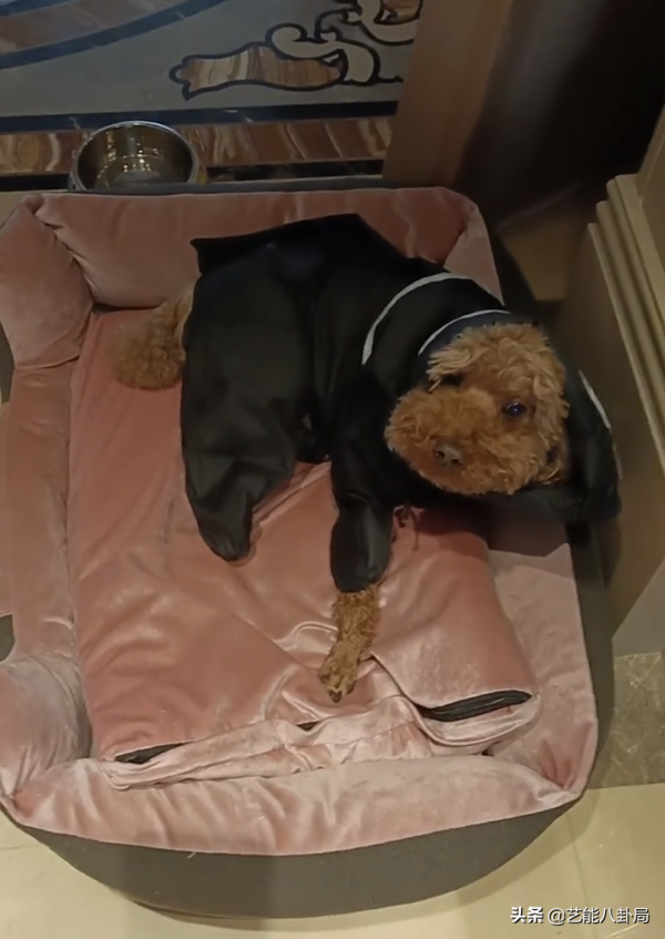 明星花式慶祝臘八節：劉詩詩曬六連拍，鞠婧禕搬磚，賈乃亮最心酸