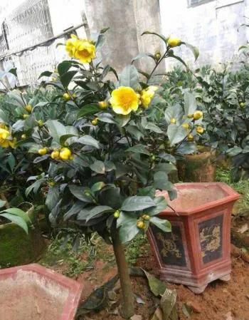 每天一杯“金花茶”，竟有如此多的好處，不僅可以觀賞還可以食用