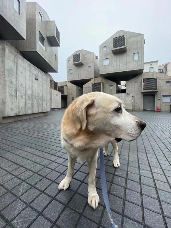 阿那亞新作,75m²獨梯獨戶寵物酒店,狗生圓滿不過如此 阿那亞新作,75m²獨梯獨戶寵物酒店,狗生圓滿不過如此