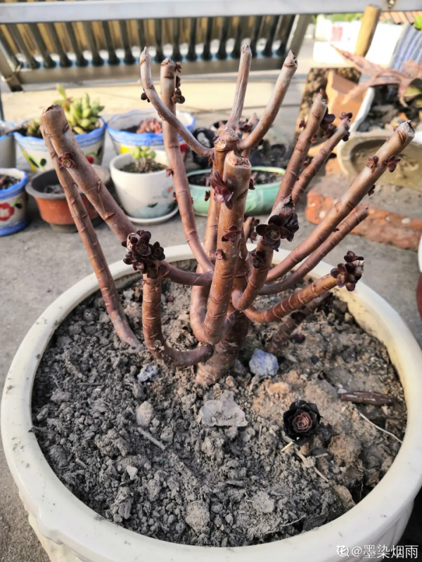 蟹爪蘭、長壽花僵苗,必須掐幾下,重新換盆養 蟹爪蘭、長壽花僵苗,必須掐幾下,重新換盆養