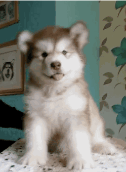 為什麼有些狗喜歡歪頭 為什麼有些狗喜歡歪頭