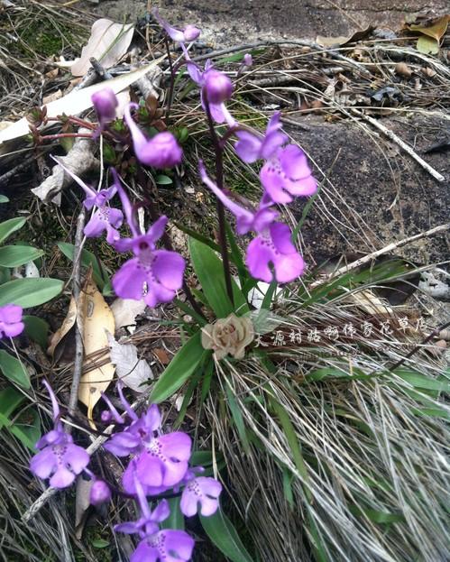 《百花集》（二百二十二）