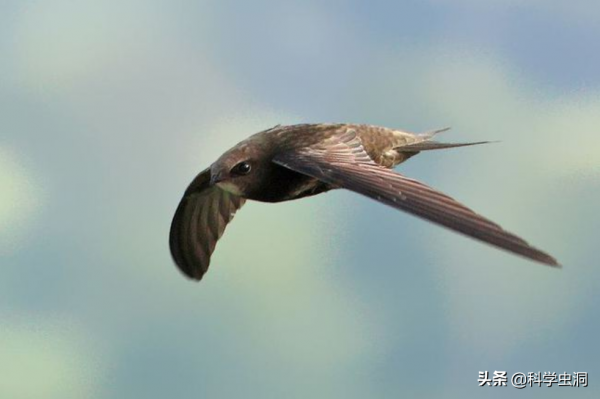 邊飛邊睡的雨燕，落地幾乎等於送死，它們是如何繁衍的？