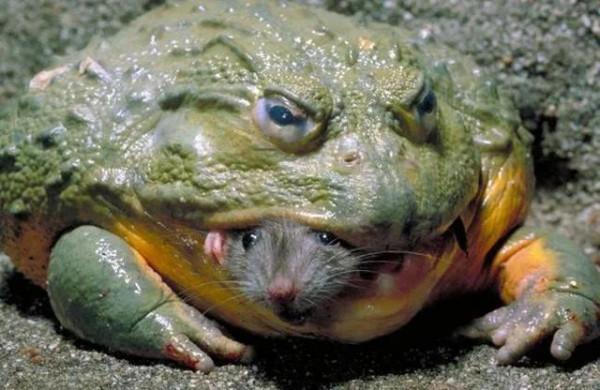 青蛙巨無霸——超乎你的想象