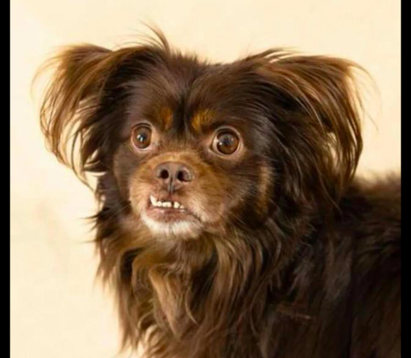 泰迪在走丟兩年後，主人竟在電視上看見找回了它，簡直就是個奇蹟