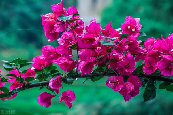 三角梅花期後的養護方法