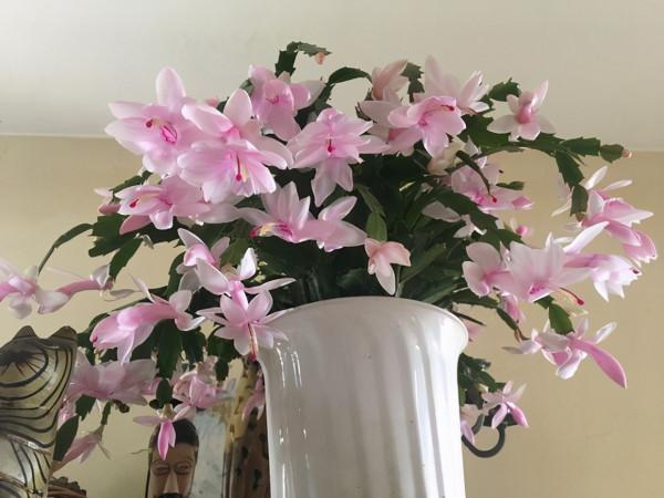 5種“漂亮花”,別隨便曬太陽,曬得越多,開花越少,別弄反了 5種“漂亮花”,別隨便曬太陽,曬得越多,開花越少,別弄反了