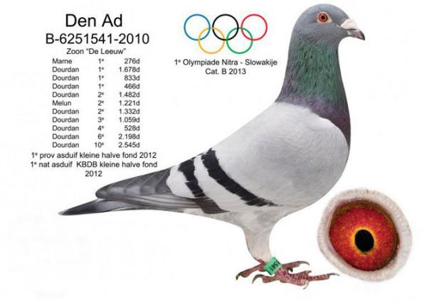 比利時鴿界的&OpenCurlyDoubleQuote;沉默巨匠&rdquo;