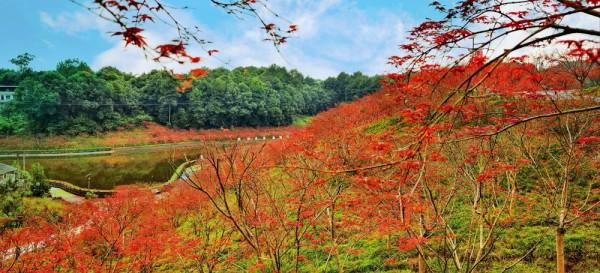 巴南區1800畝主城最大“紅楓”聖地等你來浪漫打卡