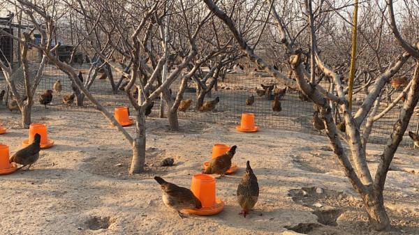 田園自然樂趣多、親子出遊新時尚 田園自然樂趣多、親子出遊新時尚