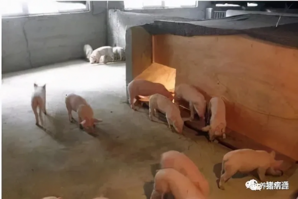 冬季豬場保溫工作怎麼做？看這一篇文章就夠了