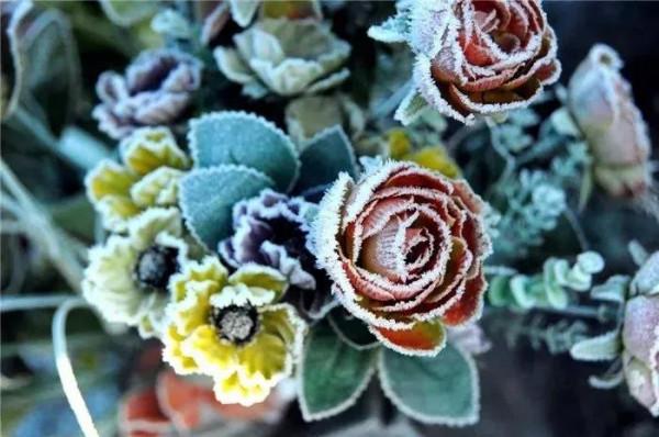 雪中花第二篇來啦，嬌嫩的外表，堅韌的內心，生命過分美麗