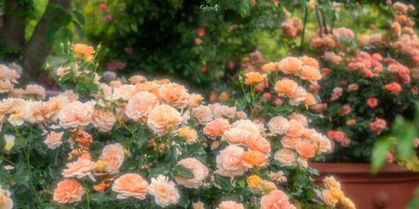 致每一個正在經歷摧殘的人 致每一個正在經歷摧殘的人