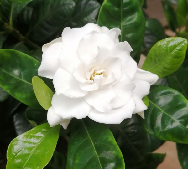 4種花現在是反季節，買回家就是交“智商稅”，白花冤枉錢