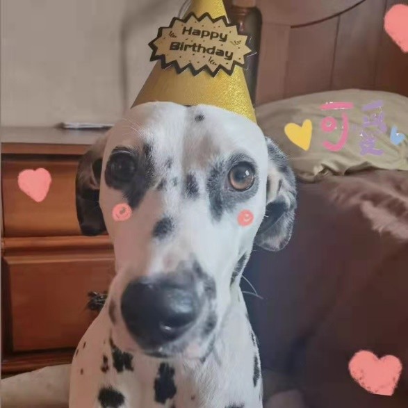 狗狗界的“拽哥”,被公認為最優雅的斑點狗,怎麼那麼少人飼養? 狗狗界的“拽哥”,被公認為最優雅的斑點狗,怎麼那麼少人飼養?