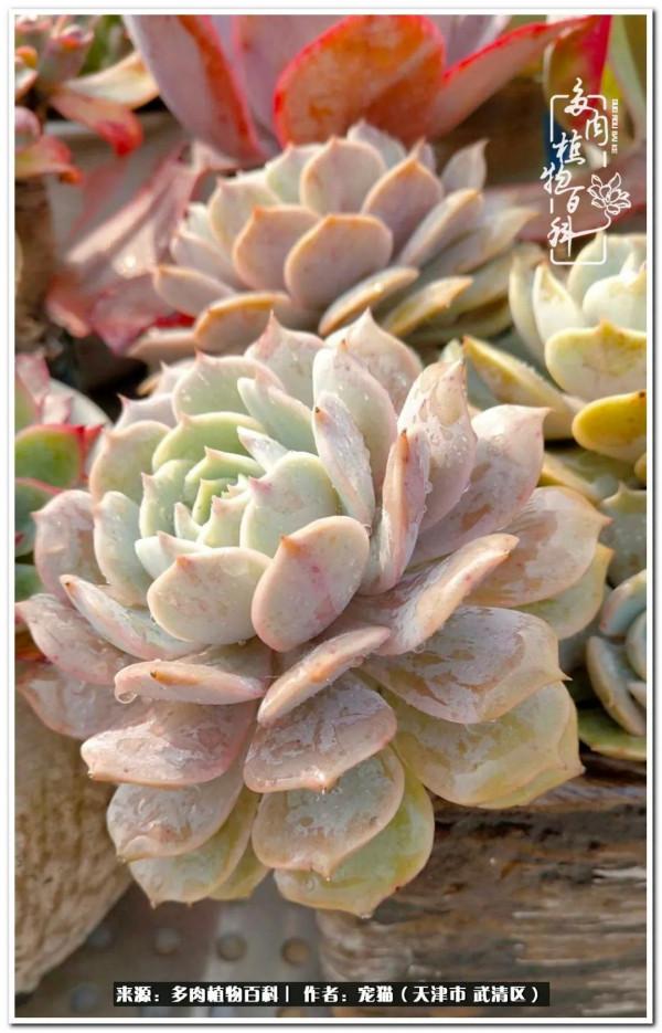 人生紛亂奈我幾何，與多肉相伴度年華