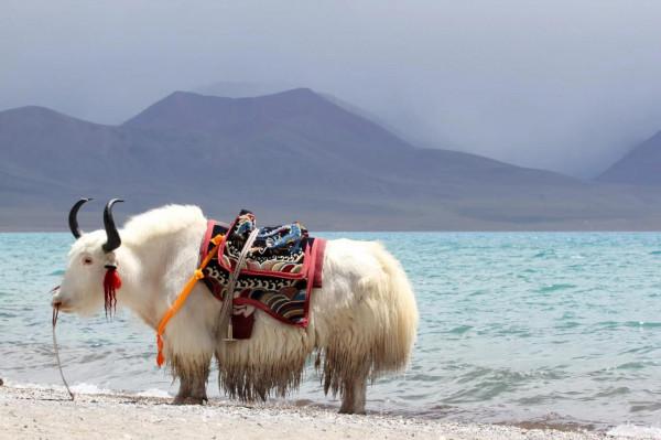 分享圖片：西藏三大聖湖之一納木措，藏語&OpenCurlyDoubleQuote;天湖&rdquo;