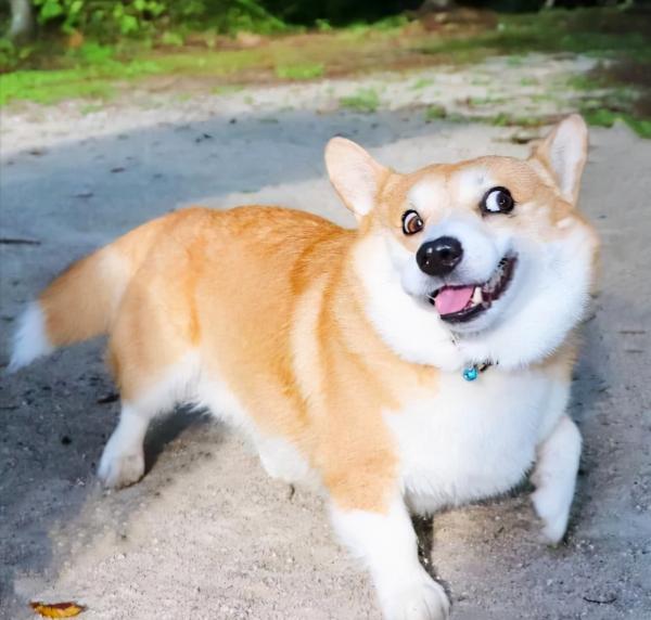 日本網友分享萌寵柯基的日常，每一張曬圖都堪稱行走的表情包